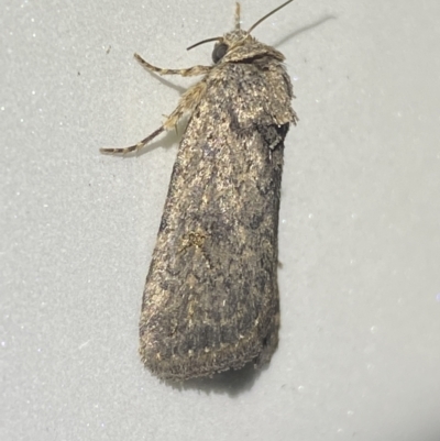 Proteuxoa (genus) (A Noctuid moth) at QPRC LGA - 7 Dec 2021 by Steve_Bok