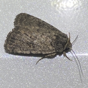 Proteuxoa (genus) at Jerrabomberra, NSW - 7 Dec 2021