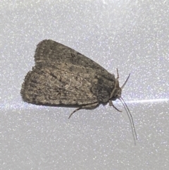 Proteuxoa (genus) at Jerrabomberra, NSW - 7 Dec 2021