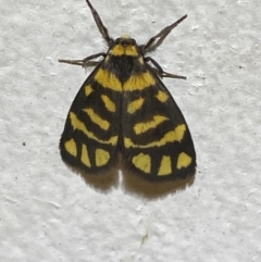 Asura lydia (Lydia Lichen Moth) at Jerrabomberra, NSW - 7 Dec 2021 by SteveBorkowskis