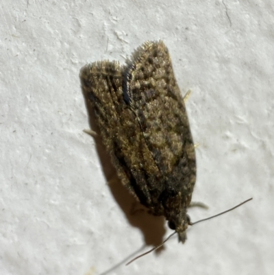 Tortricinae (subfamily) (A tortrix moth) at Jerrabomberra, NSW - 7 Dec 2021 by Steve_Bok