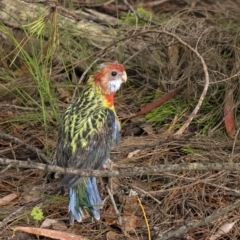Platycercus eximius (Eastern Rosella) at Wingecarribee Local Government Area - 7 Dec 2021 by Aussiegall