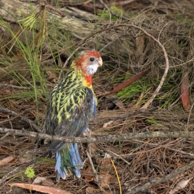 Platycercus eximius (Eastern Rosella) at Penrose, NSW - 7 Dec 2021 by Aussiegall