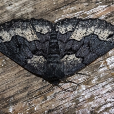 Melanodes anthracitaria (Black Geometrid) at Penrose, NSW - 3 Dec 2021 by Aussiegall