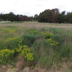 Euphorbia oblongata at Monash, ACT - 3 Nov 2021