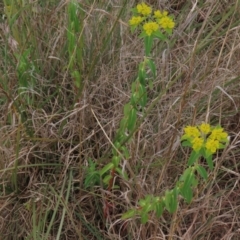 Euphorbia oblongata at Monash, ACT - 3 Nov 2021 02:16 PM