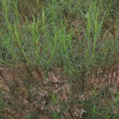 Cassinia quinquefaria (Rosemary Cassinia) at Monash, ACT - 3 Nov 2021 by AndyRoo