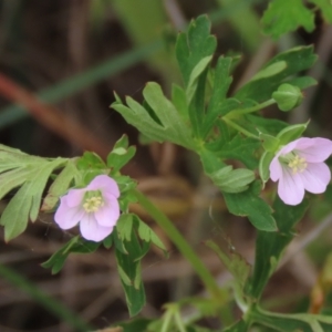 Geranium solanderi at Monash, ACT - 3 Nov 2021 03:07 PM