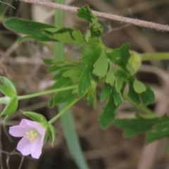 Geranium solanderi at Monash, ACT - 3 Nov 2021