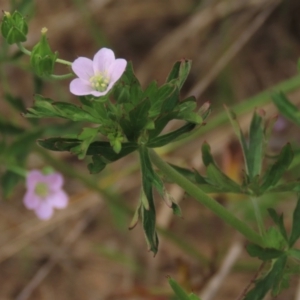 Geranium solanderi at Monash, ACT - 3 Nov 2021 03:07 PM