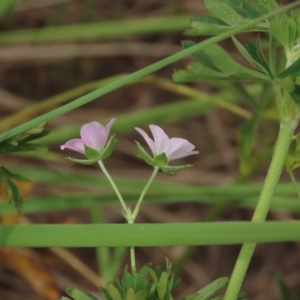 Geranium solanderi at Monash, ACT - 3 Nov 2021 03:07 PM