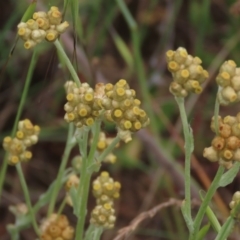 Pseudognaphalium luteoalbum (Jersey Cudweed) at Isabella Pond - 3 Nov 2021 by AndyRoo