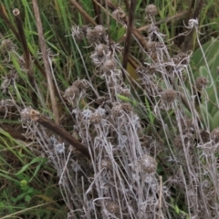 Euchiton sphaericus (Star Cudweed) at Tuggeranong Creek to Monash Grassland - 3 Nov 2021 by AndyRoo