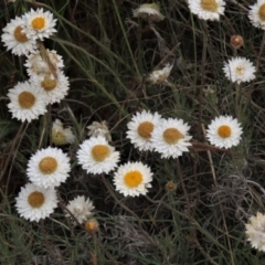 Leucochrysum albicans subsp. tricolor (Hoary Sunray) at Isabella Pond - 3 Nov 2021 by AndyRoo