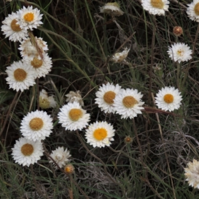 Leucochrysum albicans subsp. tricolor (Hoary Sunray) at Isabella Pond - 3 Nov 2021 by AndyRoo