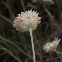 Leucochrysum albicans subsp. tricolor at Monash, ACT - 3 Nov 2021