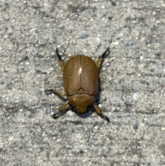 Anoplognathus pallidicollis (Cashew beetle) at Canberra Airport, ACT - 8 Dec 2021 by FeralGhostbat