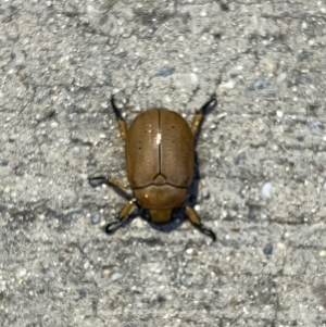 Anoplognathus pallidicollis at Canberra Airport, ACT - 8 Dec 2021