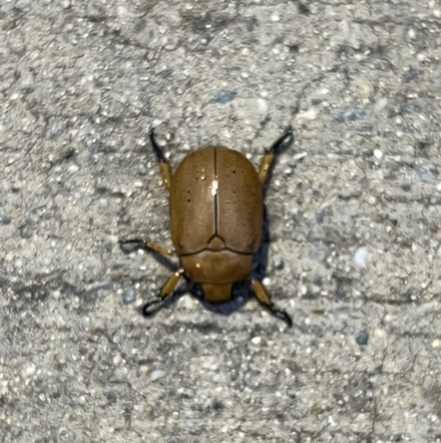 Anoplognathus pallidicollis (Cashew beetle) at Canberra Airport, ACT - 7 Dec 2021 by FeralGhostbat