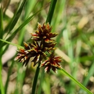 Cyperus lhotskyanus at Molonglo Valley, ACT - 29 Nov 2021 02:06 PM