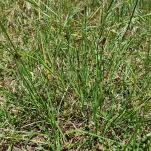 Cyperus lhotskyanus at Molonglo Valley, ACT - 29 Nov 2021