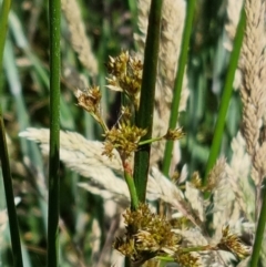 Juncus (genus) (A Rush) at Wallaroo, NSW - 1 Dec 2021 by EmilySutcliffe
