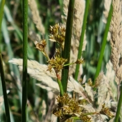 Juncus sp. (A Rush) at Wallaroo, NSW - 1 Dec 2021 by EmilySutcliffe