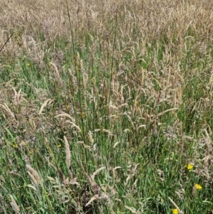 Juncus sp. at Wallaroo, NSW - 1 Dec 2021