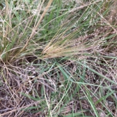 Aristida behriana (Bunch Wiregrass) at Strathnairn, ACT - 8 Dec 2021 by MattM