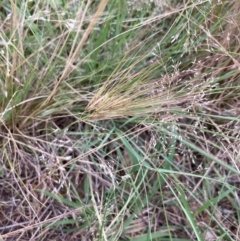 Aristida behriana (Bunch wiregrass) at Stromlo, ACT - 7 Dec 2021 by MattM