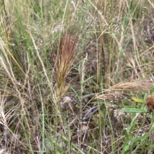 Aristida behriana at Stromlo, ACT - 8 Dec 2021 07:40 AM