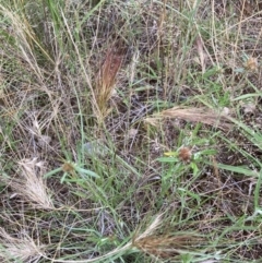 Aristida behriana at Stromlo, ACT - 8 Dec 2021 07:40 AM