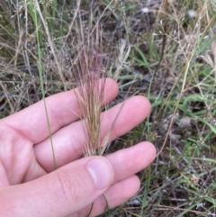 Aristida behriana at Stromlo, ACT - 8 Dec 2021