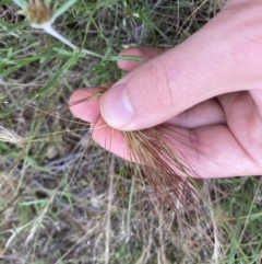 Aristida behriana at Stromlo, ACT - 8 Dec 2021 07:40 AM