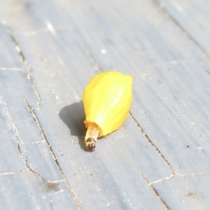 Lepidoptera unclassified IMMATURE at Waramanga, ACT - 7 Dec 2021 04:00 PM