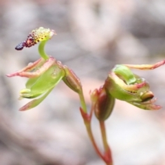 Caleana minor at Vincentia, NSW - 8 Dec 2021