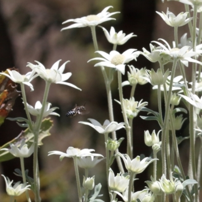 Bembix sp. (genus) (Unidentified Bembix sand wasp) at ANBG - 3 Dec 2021 by TimL