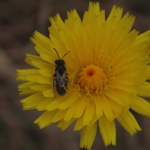 Lasioglossum (Chilalictus) lanarium at Monash, ACT - 3 Nov 2021