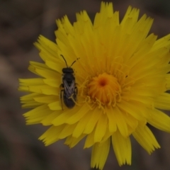 Lasioglossum (Chilalictus) lanarium (Halictid bee) at Monash Grassland - 3 Nov 2021 by AndyRoo