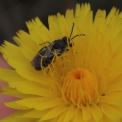 Lasioglossum (Chilalictus) lanarium at Monash, ACT - 3 Nov 2021