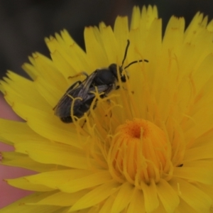 Lasioglossum (Chilalictus) lanarium at Monash, ACT - 3 Nov 2021