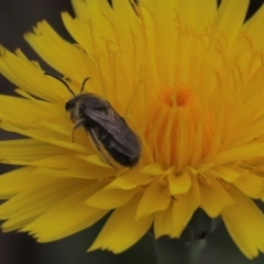 Lasioglossum (Chilalictus) lanarium at Monash, ACT - 3 Nov 2021