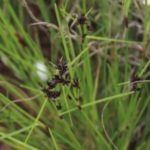 Schoenus apogon at Monash, ACT - 3 Nov 2021 03:02 PM