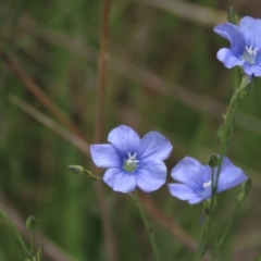 Linum marginale (Native Flax) at Isabella Pond - 3 Nov 2021 by AndyRoo