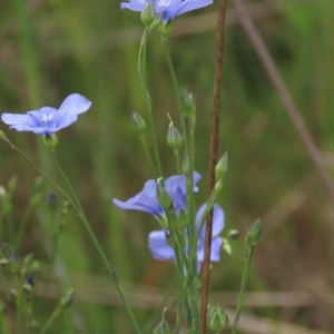 Linum marginale at Monash, ACT - 3 Nov 2021 03:05 PM