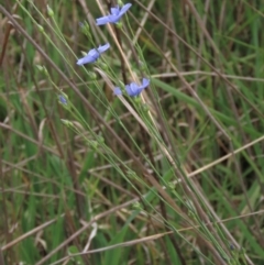 Linum marginale at Monash, ACT - 3 Nov 2021 03:05 PM