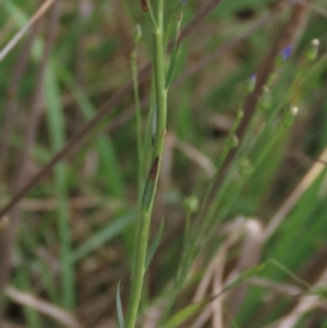 Linum marginale at Monash, ACT - 3 Nov 2021 03:05 PM