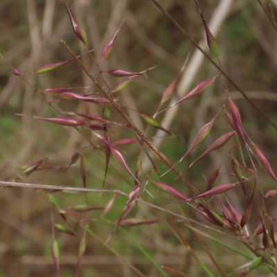 Rytidosperma sp. (Wallaby Grass) at Isabella Pond - 3 Nov 2021 by AndyRoo