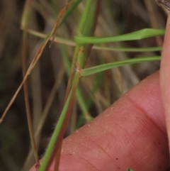 Rytidosperma sp. at Monash, ACT - 3 Nov 2021 03:09 PM