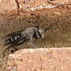 Sphecidae or Crabronidae (families) (Unidentified sand wasp) at Sullivans Creek, Lyneham South - 7 Dec 2021 by trevorpreston